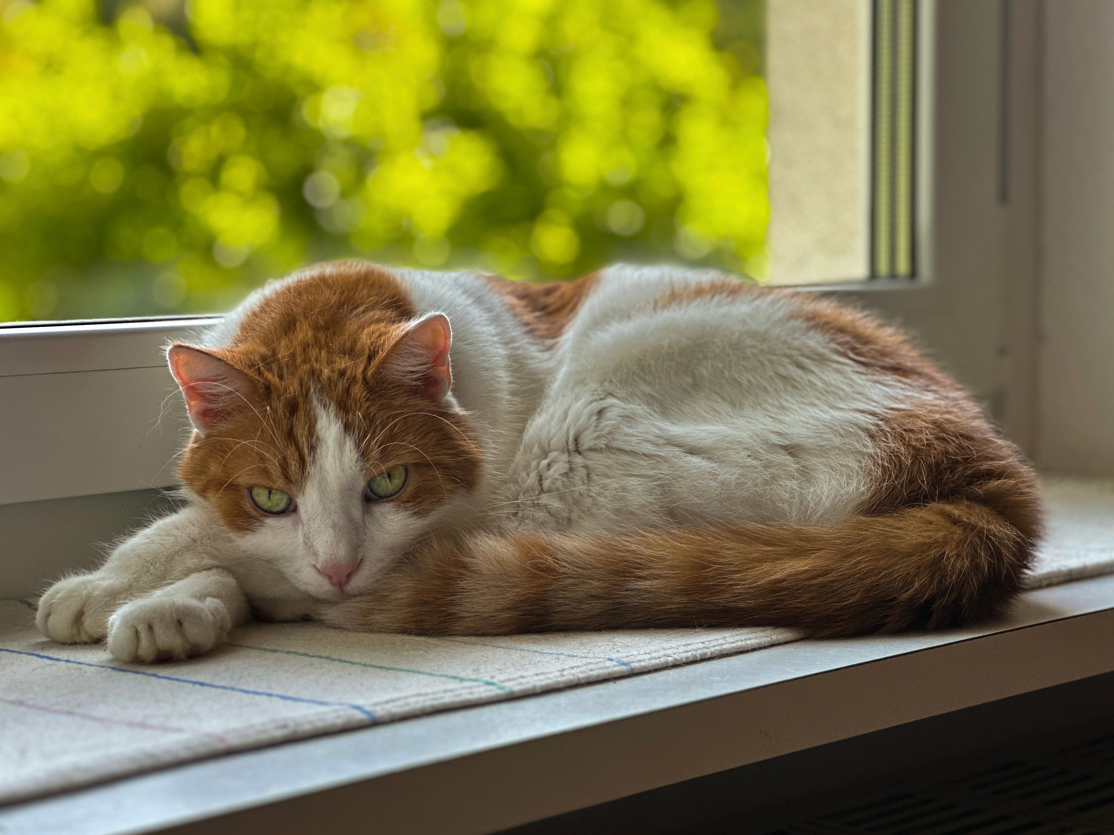 Bürokatze Charly von crosseye Marketing GmbH