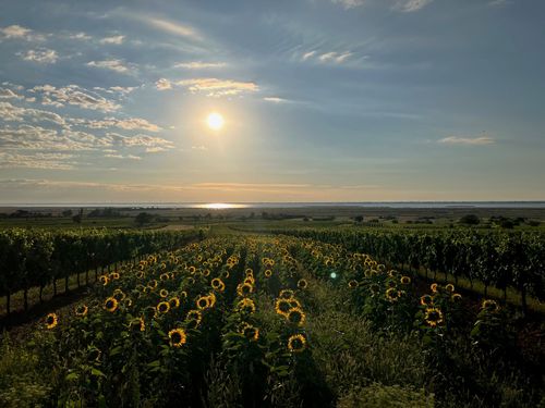 A sunlit vineyard stretches into the distance, with rows of sunflowers bathed in golden light against a partly cloudy sky